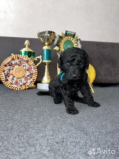 Большой (королевский) пудель мальчик