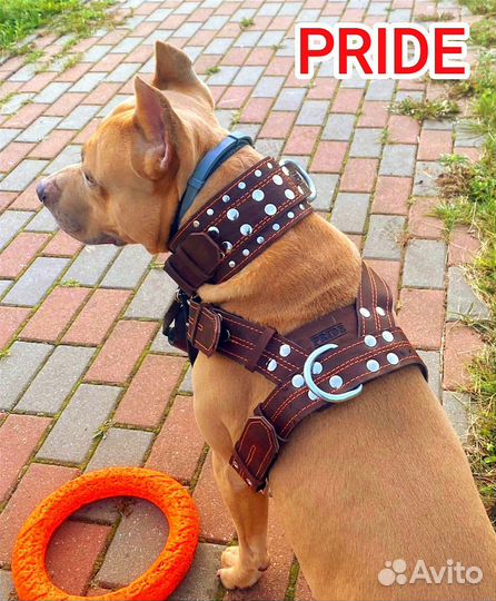 Амуниция для собак