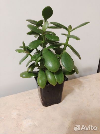 Толстянка крассула