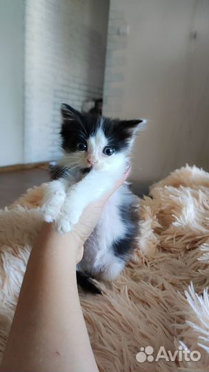 Котенок в дар