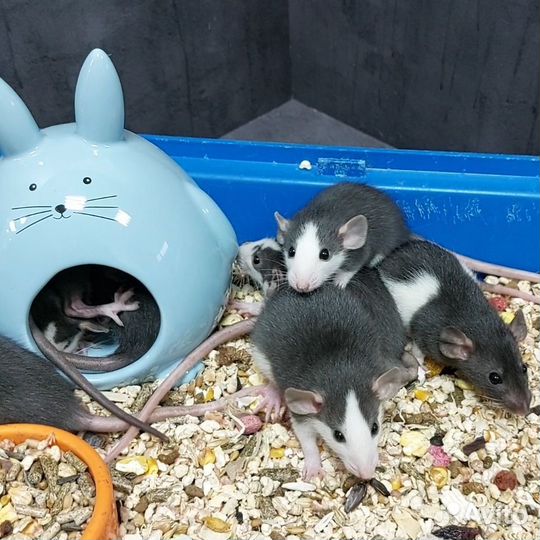 Крысята дамбо малыши