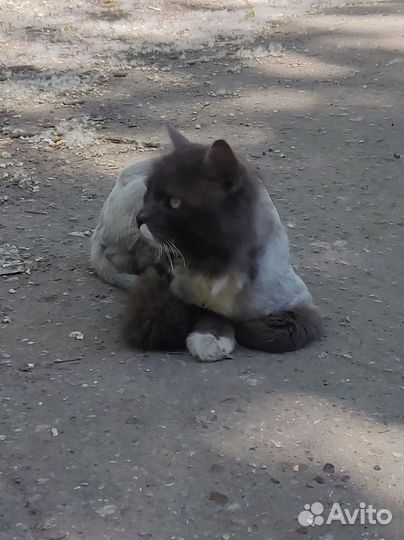 Потерялась кошечка/котик
