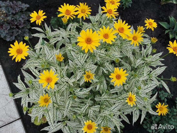 Многолетние цветы