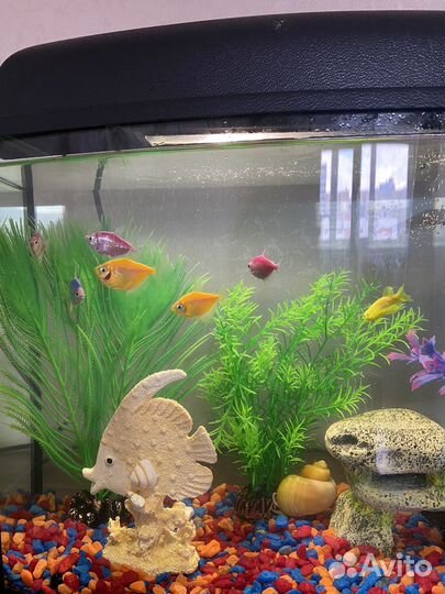Аквариум с рыбками