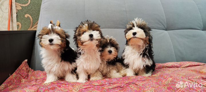 Щенки биверы