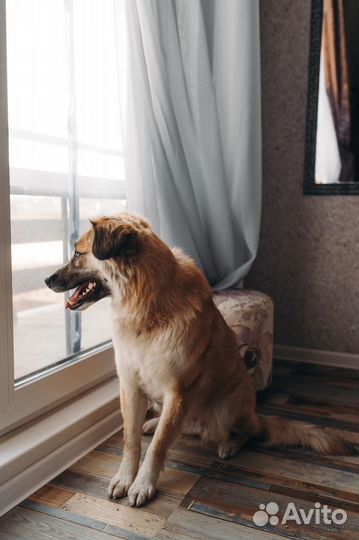 Собака в добрые руки