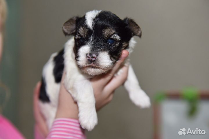 Бивер йорк девочки