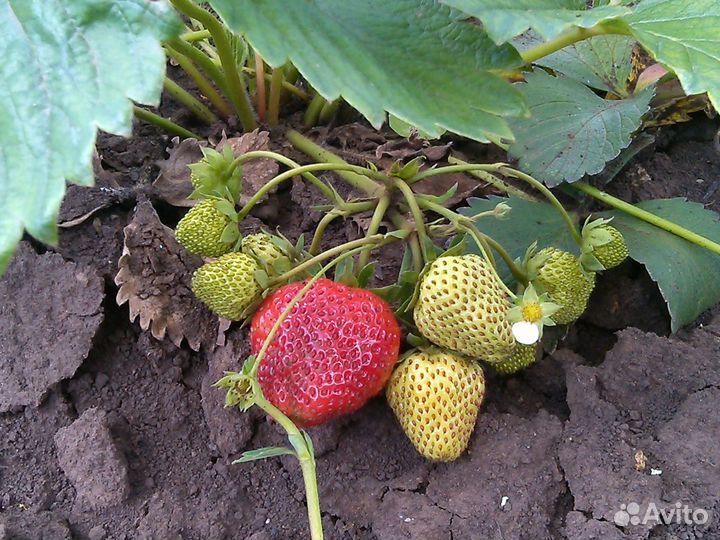 Клубника ремонтантная крупная