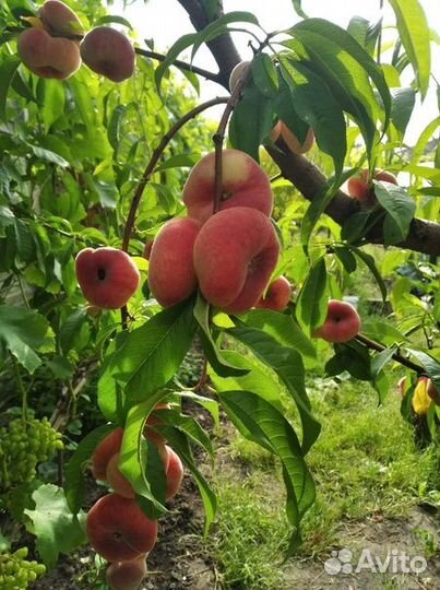 Саженцы винограда,сливы,персика и тп