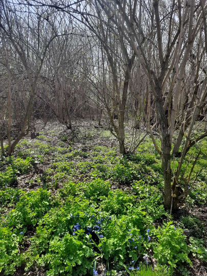 Участок 30 сот. (СНТ, ДНП)