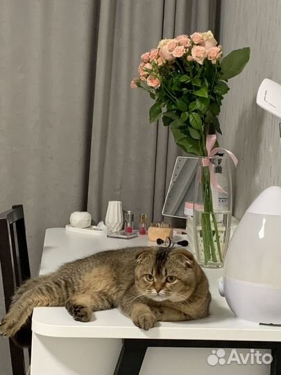 Шотландский кот вязка