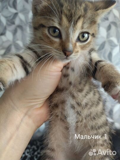 Отдам в добрые руки котят