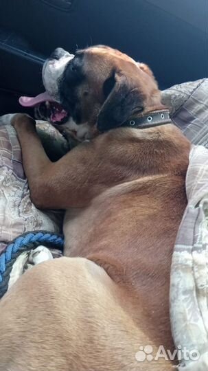 Боксер вязка