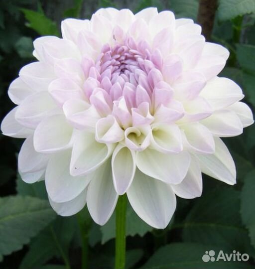 Георгина эвелин