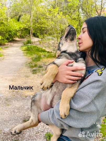 Щенок в добрые руки
