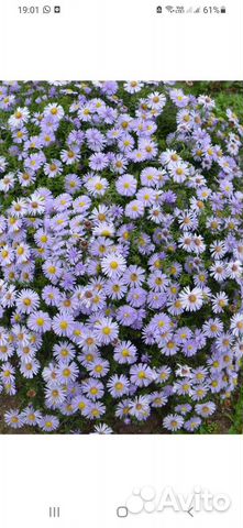 Астра многолетняя