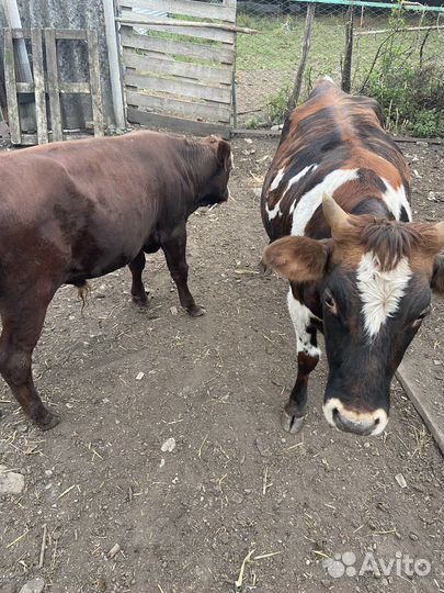 Бычок и тёлка