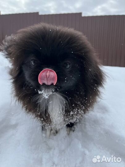 Вязка пекинес девочка