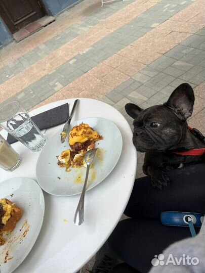 Догситтер, передержка собак