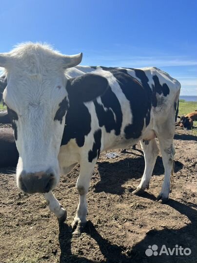 Корова первотелка