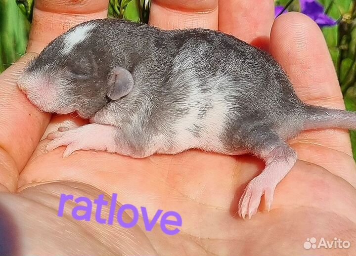 Крысята дамбо рекс