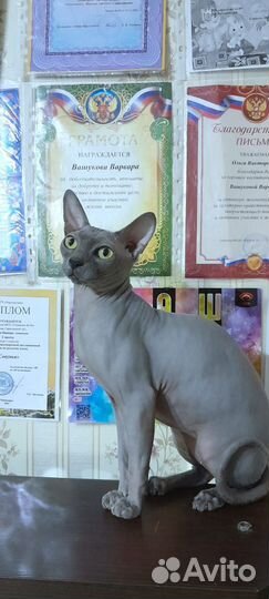 Канадский сфинкс котята