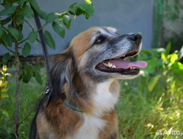 Собаку бросили у подъезда