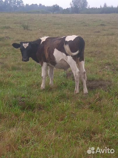 Коровы, телята, лошади