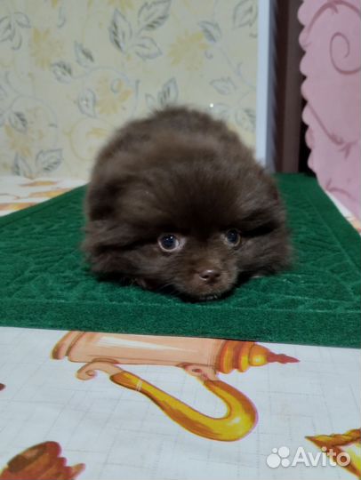 Мальчик шпиц коричневый мини медвежонок