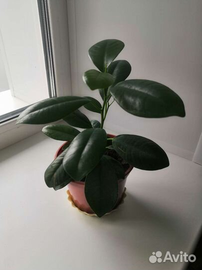 Фикус Мокламе