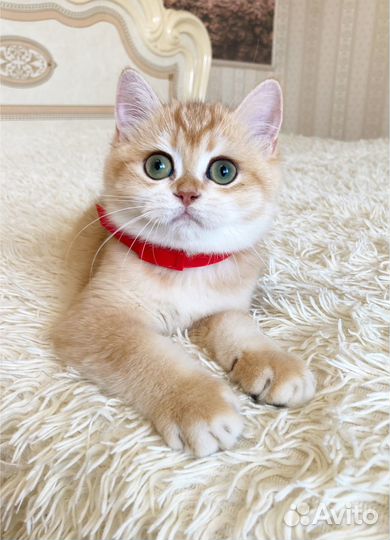 Очень ласковая девочка ny12