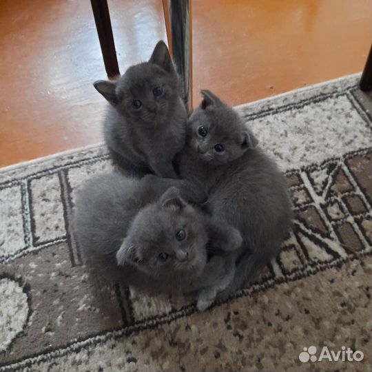 Британские вислоухие котята бесплатно