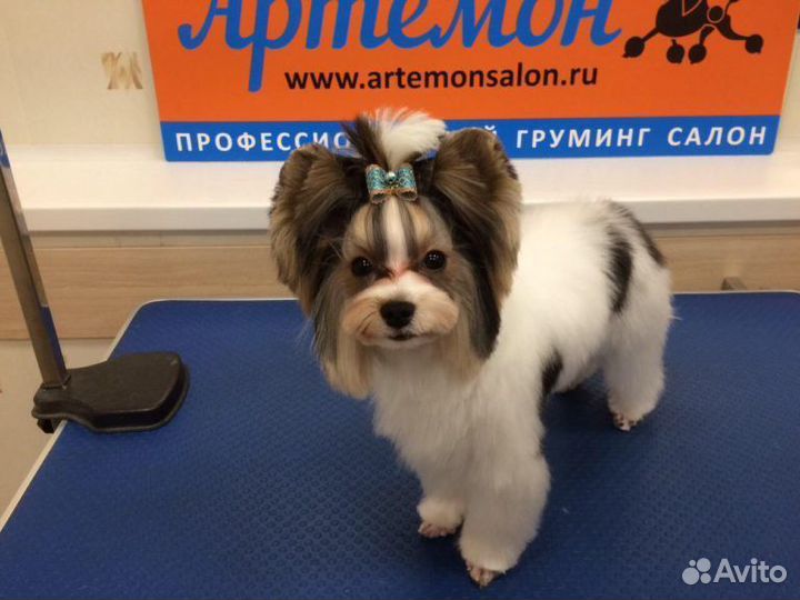 Щенки Бивера