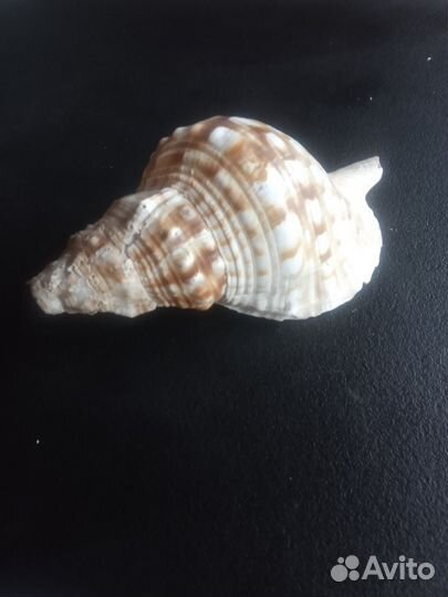 Ракушка
