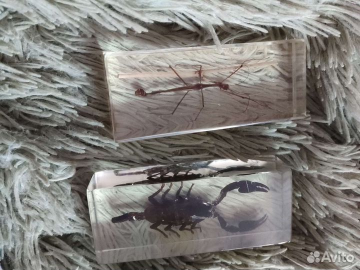 Насекомые в контейнере