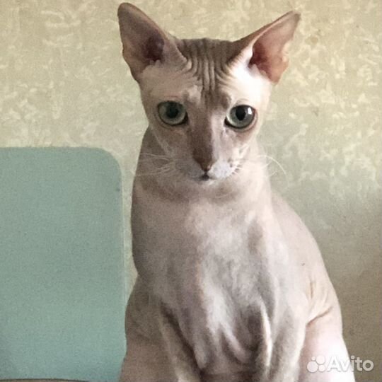 Донской сфинкс вязка