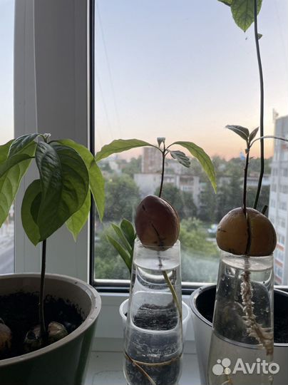 Дерево авокадо