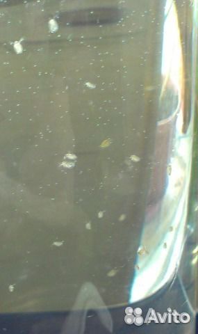 Дафния магна - пресноводная