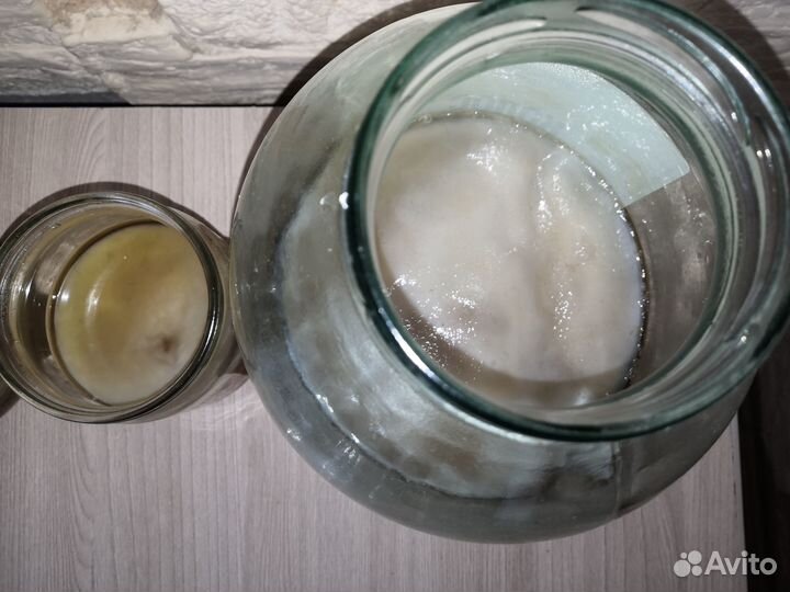 Чайный гриб комбуча освежающий