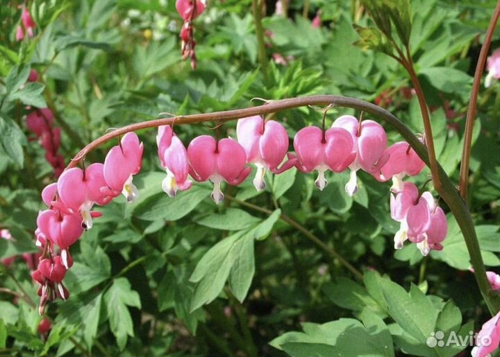 Многолетние садовые растения