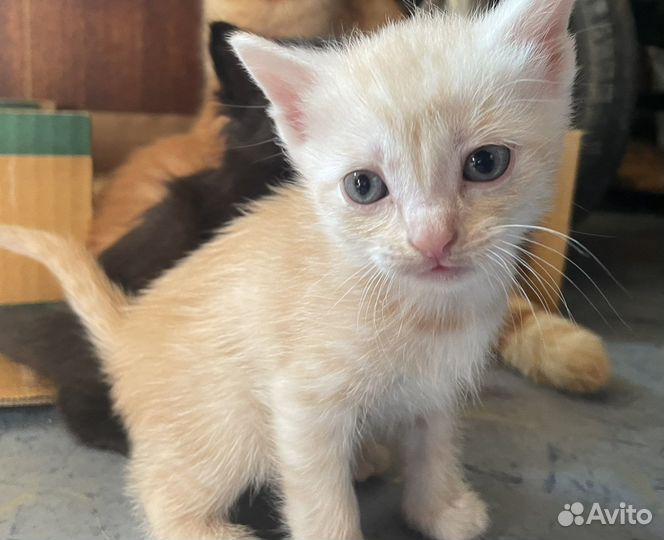 Котята