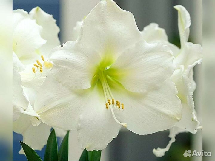 Гиппеаструм (амариллис)