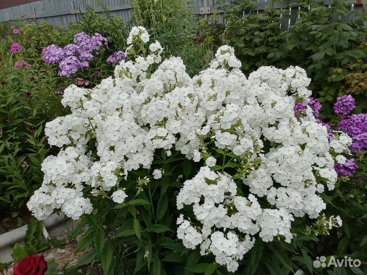 Флокс белый