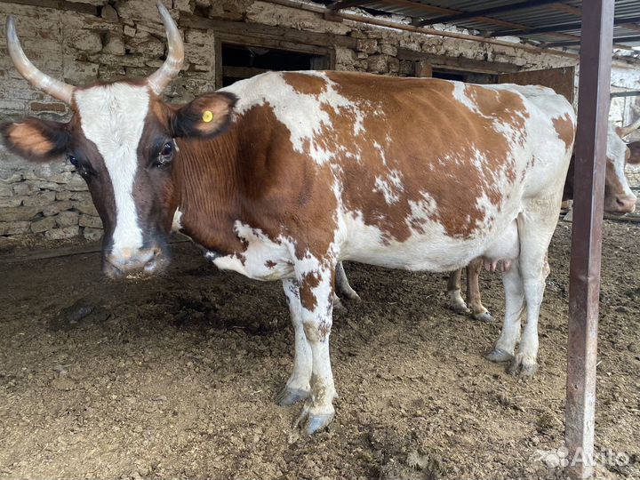 Коровы, Айширки.Подробные цены в описании