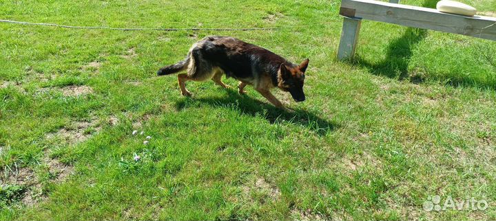 Немецкая овчарка