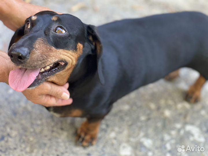 Такса. Кобель