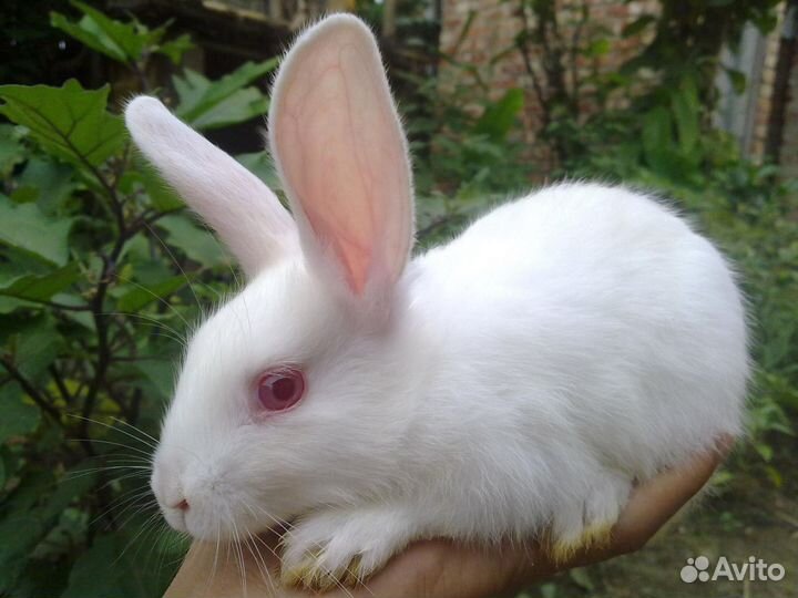 Продам кроликов малыши