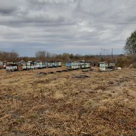 Пчелы и улья оптом