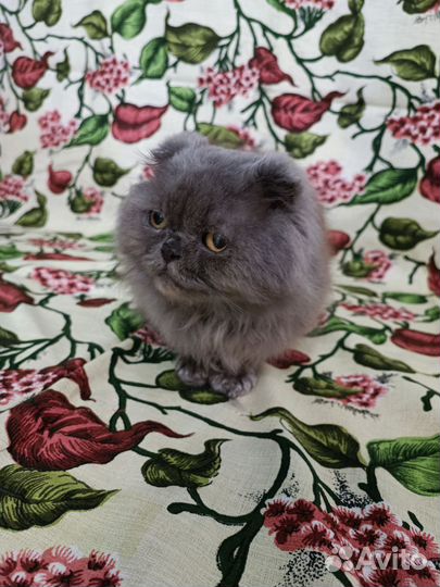 Котик в добрые руки