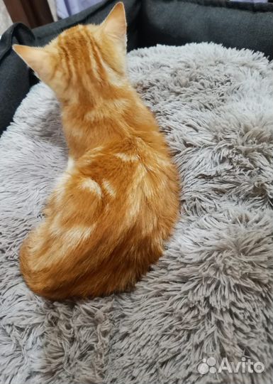 Рыжий котенок девочка в дар